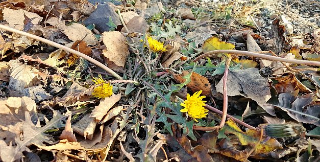 Завтра наступит календарная зима, а в Оренбургской области цветут одуванчики и набухают почки на деревьях