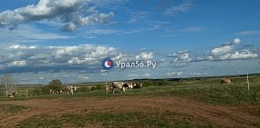 Коровы на просторах Оренбургской области. Фото из архива