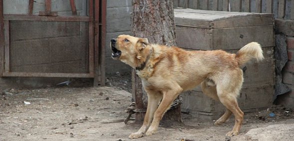 Собака на привязи. Фото из архива 