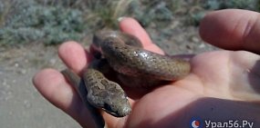 Обитательница степей Оренбургской области (фото из архива)