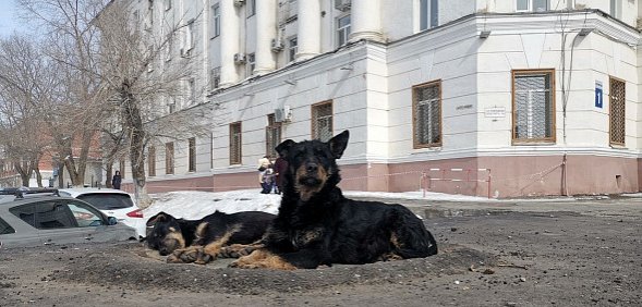 Главный ветеринар Оренбургской области о ситуации с собаками: — Это законопроект, который, извините, ставит телегу впереди лошади