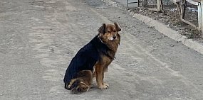 Собака в Оренбургской области. Фото из архива