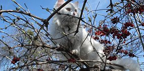 В России выпустили первую партию вакцины от коронавируса для животных