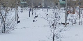 Собаки на детской площадке. Источник: Очевидцы