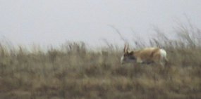 В заповедных степях Оренбургской области встретили сайгака. Его не видели более 25 лет