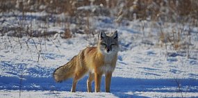 В заповеднике Оренбургской области через фотоловушку сняли корсака