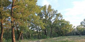 Уже 5 оренбуржцев заразились опасными клещевыми инфекциями