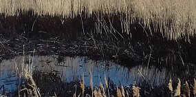 В Асекеевском районе после прорыва нефтепровода разлилась нефть 