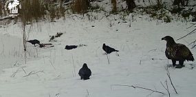 В Бузулукском бору камеры видеонаблюдения зафиксировали орлана-белохвоста; фото Бузулукский бор