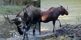 Рога у лосей. Фото национальный парк «Бузулукский бор» 