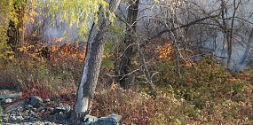 Куда обращаться в случае лесного пожара в Оренбургской области?