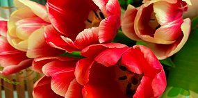 Тюльпаны. Фото из архива 