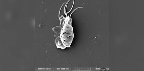 В Оренбургской области обнаружили новые для России виды водорослей