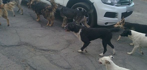 За январь бродячие животные покусали 70 жителей Орска