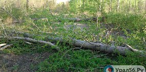 В следующем году в Орске обследуют 100 га лесов для определения причин их гибели