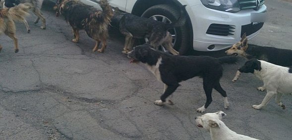 «Еще одна проблема с собаками»: Несовершеннолетнего ребенка из Оренбургской области покусала бездомная собака