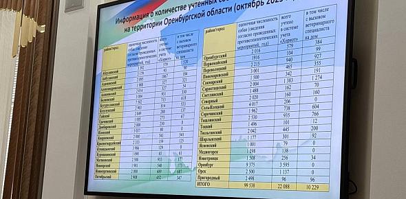 В Оренбургской области зарегистрировали всего 22 000 домашних собак из 100 000 предполагаемых