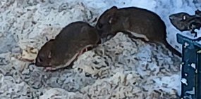 Грызуны около контейнеров в Оренбурге, фото: местные жители