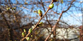 В Оренбурге и Орске на этой неделе потеплеет до +23 градусов