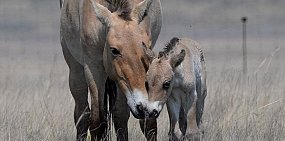 В заповеднике «Оренбургский» родился жеребенок лошади Пржевальского 