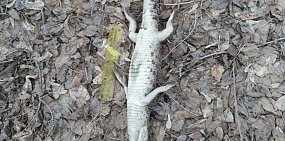 В Тоцком районе нашли мертвого крокодила