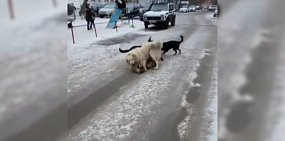 Стоп-кадр из видео 