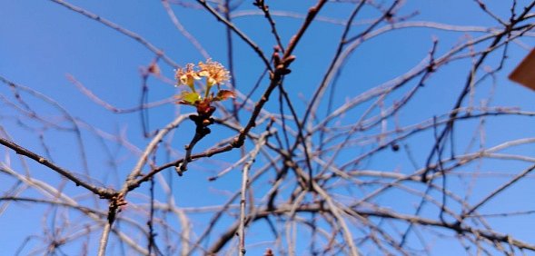Из-за теплого ноября и отсутствия стабильных морозов в садах под Орском зацвела вишня
