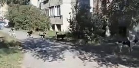 Собаки у школы. Стоп-кадр из видео читателей Урал56.Ру
