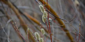 21 апреля православные отмечают Вербное воскресенье