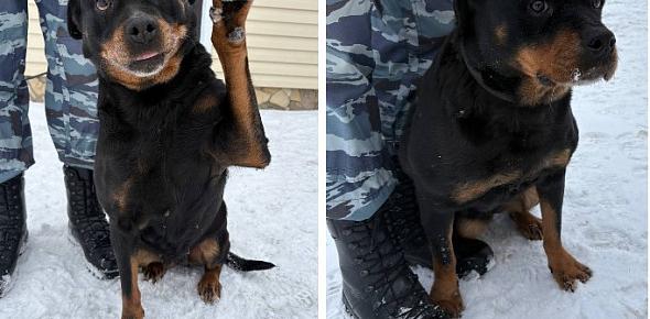 В Оренбурге четыре полицейские собаки уходят на пенсию и ищут новых хозяев