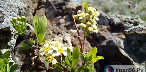 В ближайшие выходные дни и в День Победы в Оренбургской области будет тепло и сухо