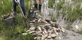 Где «хоронят» рыбу, погибшую в Ириклинском водохранилище