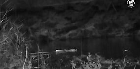 Момент заплыва лисы. Скриншот из видео национального парка «Бузулукский бор»