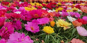 «На улицах появится вертикальное озеленение»: В этом году в Оренбурге высадят более 1 млн цветов