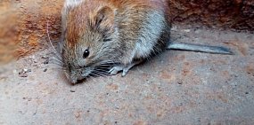 В заповеднике «Шайтан-Тау» обнаружены три новых вида млекопитающих