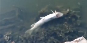 В водоеме Оренбургской области массово погибла рыба – карась и щука