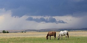 В ближайшие сутки в Оренбургской области вновь прогнозируются сильные дожди и грозы
