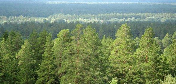 Минприроды не считает нужным привлекать внимание к проблемам Бузулукского бора