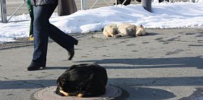 Какие требования предъявляются к отлову бродячих собак? Администрация Орска вновь предлагает 1,5 млн за эту работу