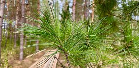 Кедрососна. Фото Бузулукский бор 