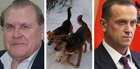 Экс-глава Оренбурга запросил у действующего мэра информацию о том, как власти борются с бродячими собаками