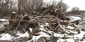 700 тысяч рублей за незаконную вырубку деревьев при расчистке Урала в Орске возместит подрядчик