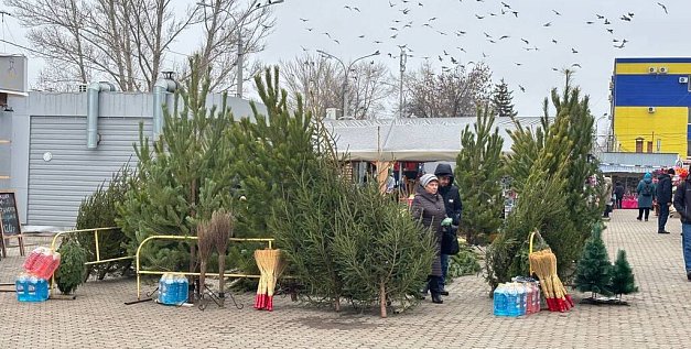 В Оренбурге открылись новогодние елочные базары: Где можно купить дерево и за сколько?