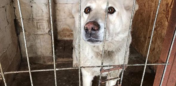 Отловленная собака. Фото из архива