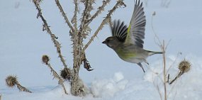 В оренбургском заповеднике сфотографировали редкую для наших мест птицу зеленушку, серую цаплю и любопытных косуль