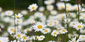  8 июля – День семьи, любви и верности