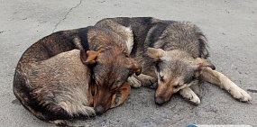 Главный коммунальщик Орска предложил депутатам выступить с инициативой против «гуманного» закона, запрещающего уничтожение бродячих животных