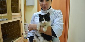 Отстрел или стерилизация? В Орске реализуется проект против жестокого отношения к животным
