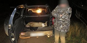 Туша косули. Фото: УМВД России по Оренбургской области