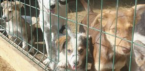 Собаки в приюте. Фото из архива